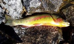 Golden Trout