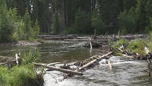 Fishing Muskeg River, Alberta