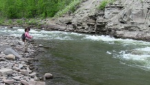 Bull trout of Sheep Creek, Alberta