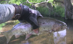 15 inch rainbow trout from SW Wisconsin