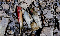 Cutthroats and Golden trout from Lilly Lake