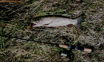 14 inch rainbow trout from SF South Platte River