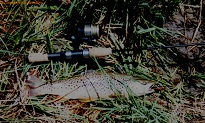 15 inch brown trout from SF South Platte River