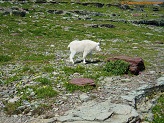 Mountain goat in Glacier National Park