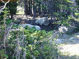 Baby mountain goat in Glacier National Park