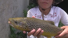 Brown Trout