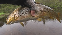 19 inch Brule River brown trout, WI-MI