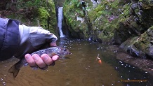 Trout stream in Michigan upper peninsual