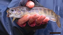 Trout stream in Michigan upper peninsual