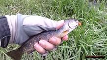 Trout stream in Michigan upper peninsual