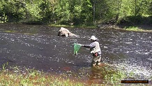 Trout stream in Michigan upper peninsual