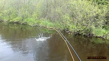 Trout stream in Michigan upper peninsual