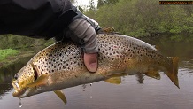 Trout stream in Michigan upper peninsual