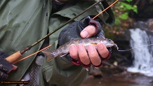 Trout stream in Michigan upper peninsual