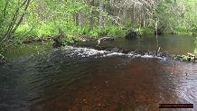 Trout stream in Michigan upper peninsual