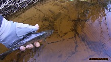 Trout stream in Michigan upper peninsual