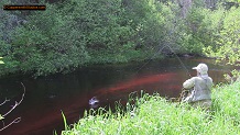 Trout stream in Michigan upper peninsual