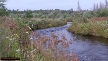 Trout stream in Michigan upper peninsual