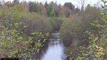 Trout stream in Michigan upper peninsual