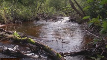 Trout stream in Michigan upper peninsual