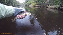 Trout stream in Michigan upper peninsual