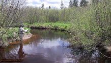 Trout stream in Michigan upper peninsual