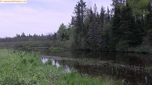 Trout stream in Michigan upper peninsual