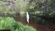 Trout stream in Michigan upper peninsual