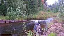 Trout stream in Michigan upper peninsual