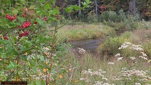 Trout stream in Michigan upper peninsual