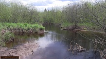 Trout stream in Michigan upper peninsual