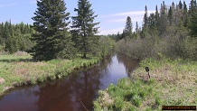 Trout stream in Michigan upper peninsual