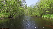 Trout stream in Michigan upper peninsual