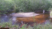 Trout stream in Michigan upper peninsual