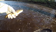 Trout stream in Michigan upper peninsual