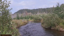 Trout stream in Michigan upper peninsual