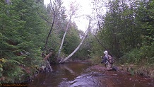 Trout stream in Michigan upper peninsual