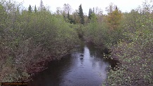 Trout stream in Michigan upper peninsual