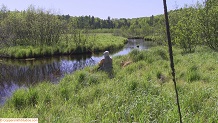 Trout stream in Michigan upper peninsual