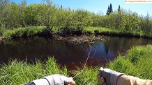 Trout stream in Michigan upper peninsual