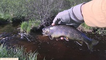 Trout stream in Michigan upper peninsual