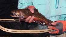 Trout stream in Michigan upper peninsual