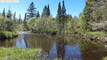 Trout stream in Michigan upper peninsual