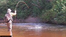 Trout stream in Michigan upper peninsual