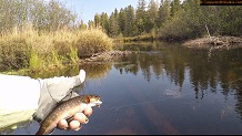 Trout stream in Michigan upper peninsual