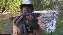 Trout stream in Michigan upper peninsual