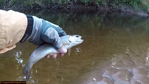 Trout stream in Michigan upper peninsual