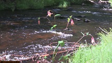 Trout stream in Michigan upper peninsual