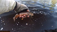 Trout stream in Michigan upper peninsual