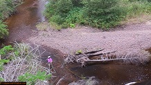 Trout stream in Michigan upper peninsual